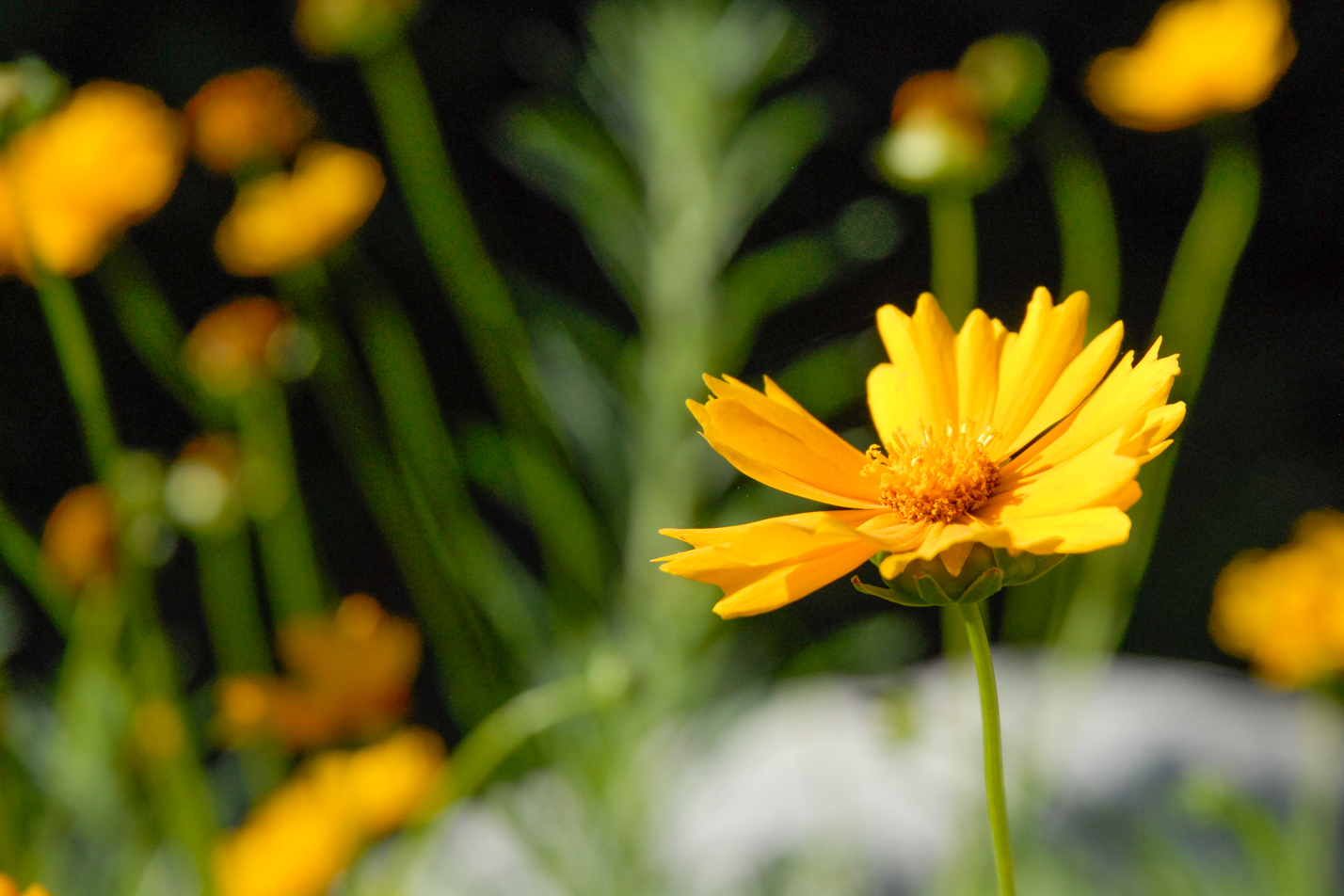 Early Sunrise Coreopsis